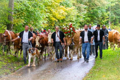 image de la désalpe 2024